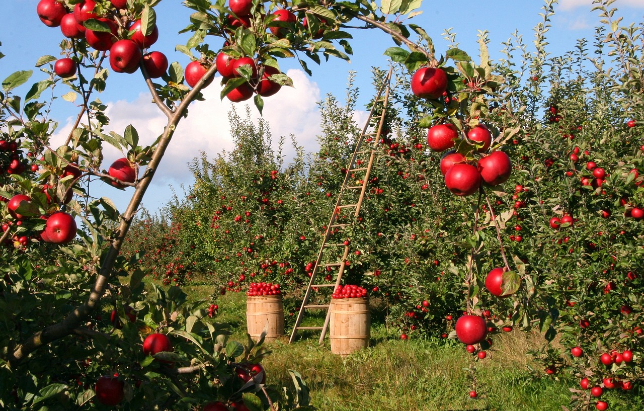 apples, orchard, apple trees, apple orchard, harvest, produce, organic, fresh, red apples, harvesting, ladder, nature, fruits, branches, natural, outdoors, rural, landscape, countryside, farm, agriculture, farmland, farming, food, apples, apples, apples, orchard, apple orchard, harvest, fruits, farm, farm, farm, farm, farm, agriculture, agriculture, farming, food, food, food