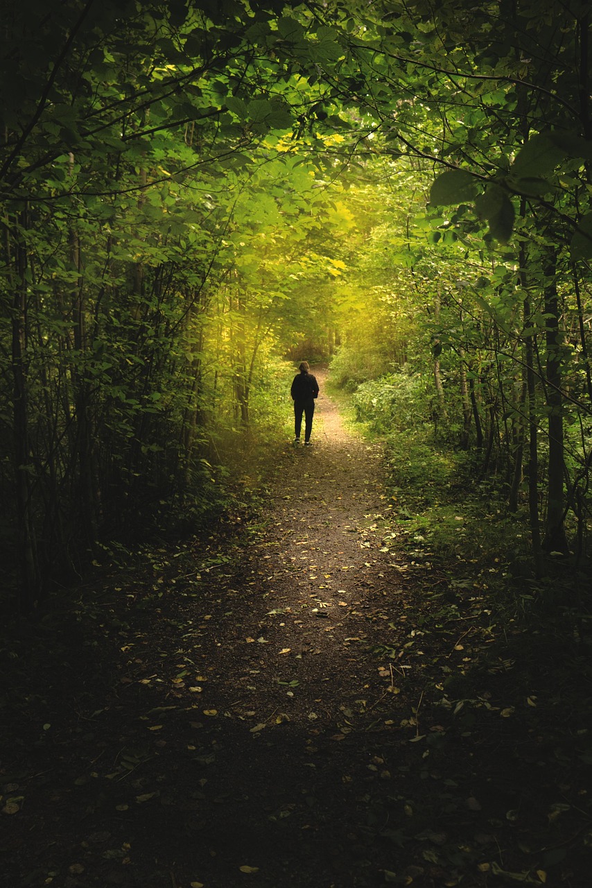 forest, silhouette, woods, trees, path, person, walking, trail, undergrowth, glade, forest glade, forest path, forest trail, nature, woodlands
