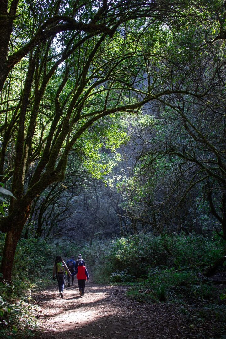 hiking, forest, nature, path, trees, landscape